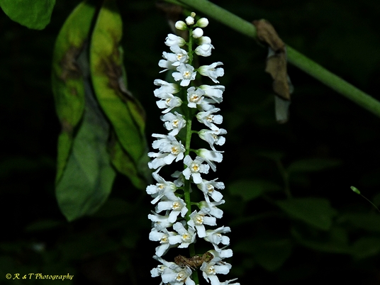 {Galax urceolata}